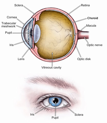 eye