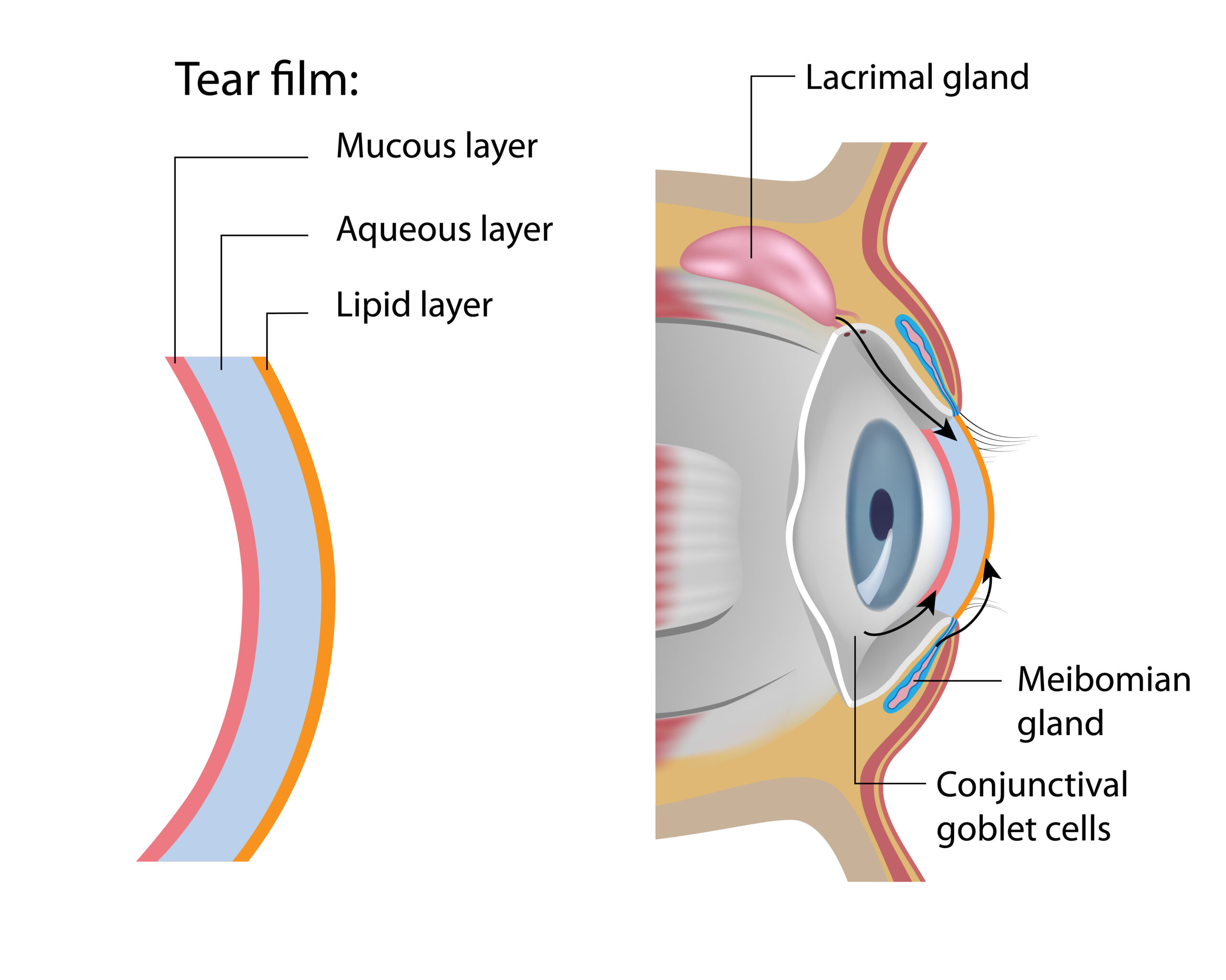 Tear Film Formation